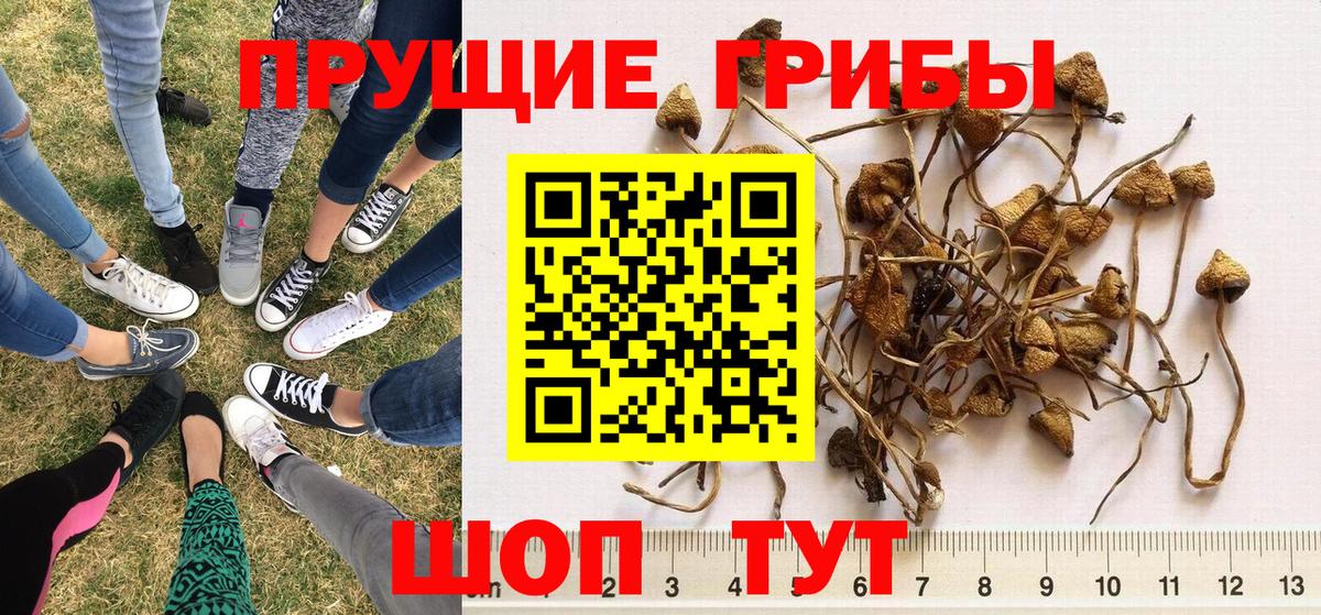 Симферополь  Псилоцибиновые грибы мухоморы  Вход с VPN 